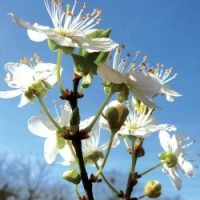 Elixir fleur de Bach N° N°6 - CHERRY PLUM "Prunier Myrobolan" (Prunus cerasifera) 20ml - boutique La Porte des Secrets