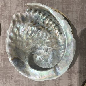 Coquille ormeau (haliotis) naturelle XL 15 cm - Boutique La Porte des Secrets