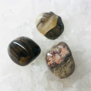 Bois pétrifié - Turitelle ou (fossilisé ou silicifié) - pierre roulée - boutique La Porte des Secrets