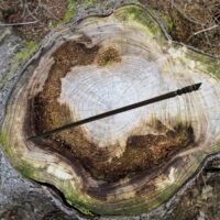 Baguette magique hibou en bois sculpté à la main – Symbole de sagesse, protection & magie spirituelle - Boutique ésotérique La Porte des Secrets