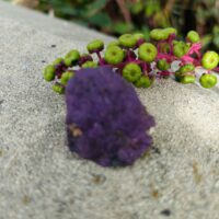 Pierre Purpurite brute de Namibie - taille environ 3.5/4 cm - Boutique La Porte des Secrets