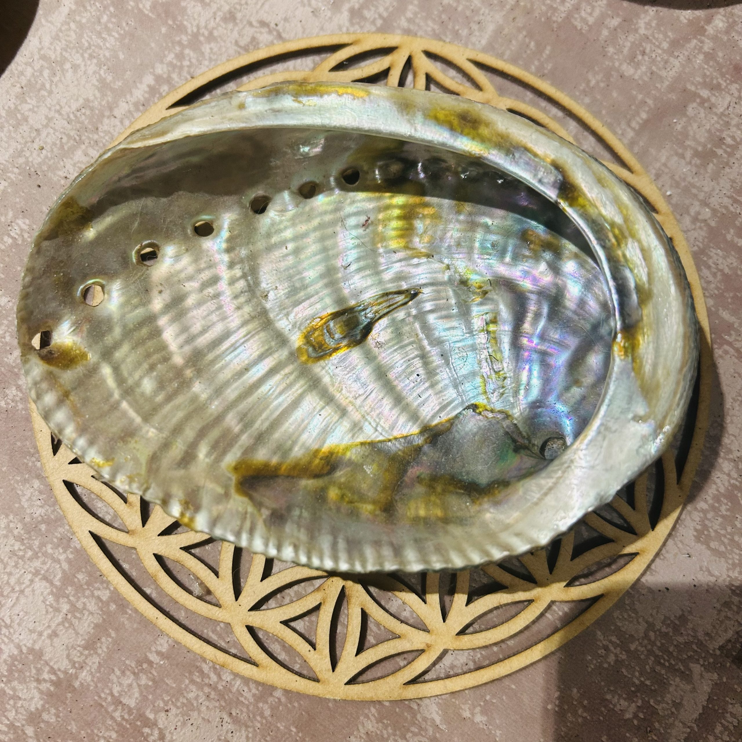 Coquille d'Ormeau Verte La Porte des Secrets