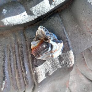 Pierre fleur de Calcédoine boutique La Porte des Secrets