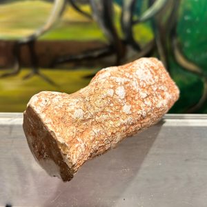 Bois pétrifié tronc 11. cm argentine, tient debout Boutique La Porte des Secrets