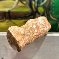 Bois pétrifié tronc 11. cm argentine, tient debout Boutique La Porte des Secrets